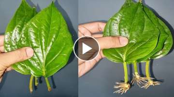 How To Grow Betel leaf Plant From Leaf