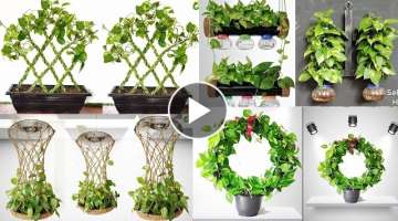 5 Ideas For Growing Money Plant/Money Plant Tree/Money Plant Decoration/Money Plant Ideas/GARDEN4...