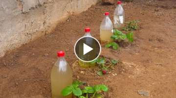 Como hacer RIEGO POR GOTEO con botellas de plástico reciclado
