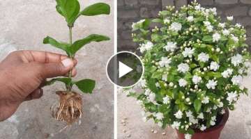 How To Grow Mogra Jasmine Plant From Cuttings | Mogra | Jasmine