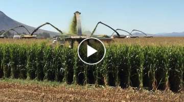 Corn Harvest work!