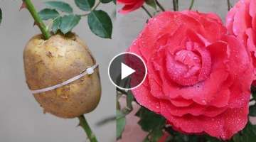 How To Extract Rose Branches From Potatoes Simple And Creative